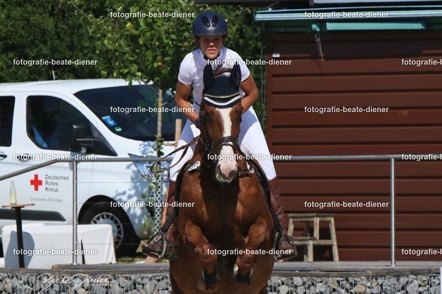 Zeit L (23) | Fotografie, Tiere, Hunde, Katzen, Pferde, Sportfotografie, Fotosession, Tierfotografie, Turnierfotografie, Fotografin, Fotograf - Realisiert mit Pictrs.com