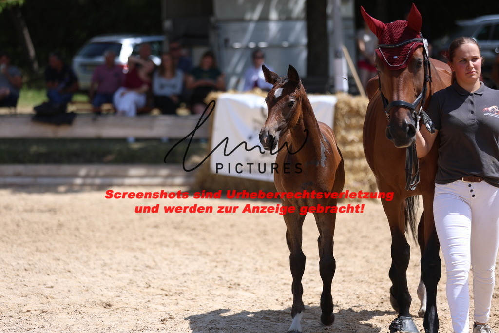 Fohlenschau_Schwäbisch_Hall_springbetonte_Fohlen_KN 26_13 | lmwpictures - Realisiert mit Pictrs.com