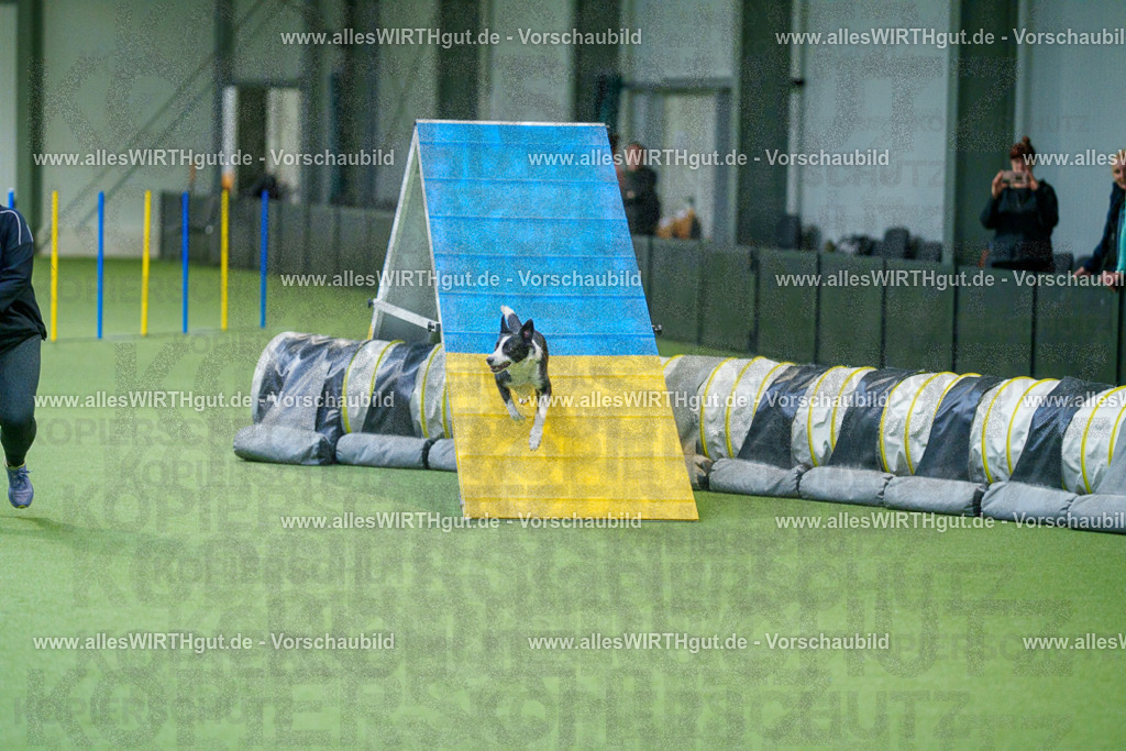 @allesWIRTHgut_Tierfotografie - www.allesWIRTHgut.de - 2604250828-7R506739 | Professionelle Tierfotografie in Mönchengladbach von Daniel Wirth (allesWIRTHgut). Liebevolle & natürliche Bilder von Hunden & Katzen für unvergessliche Erinnerungen.