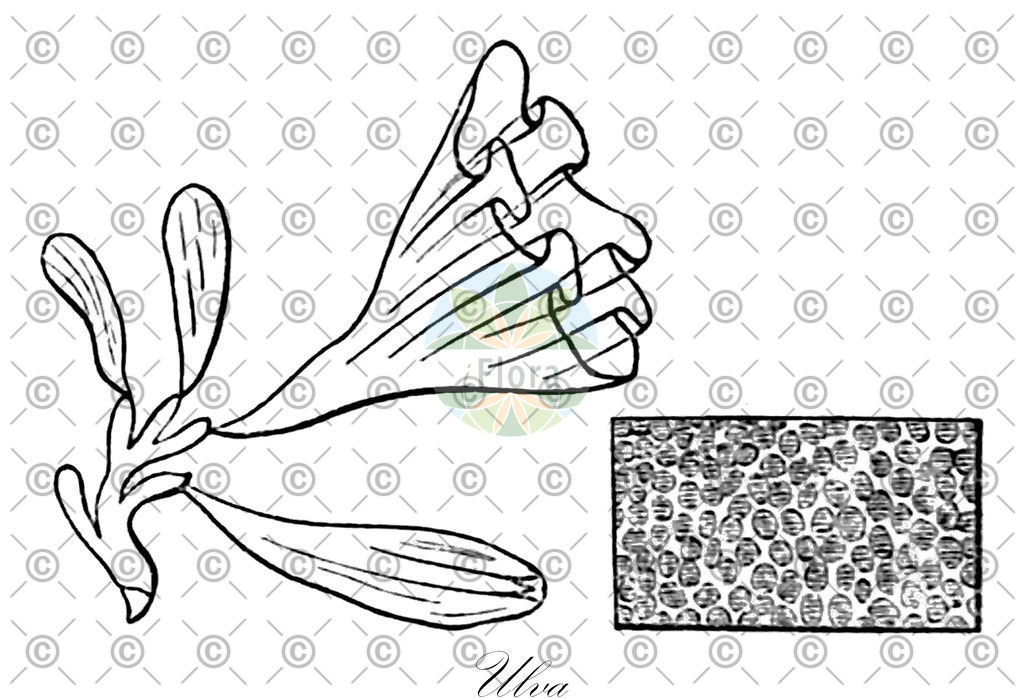HistAbb_84Q9_8_ENZY_Simple | Historische Abbildung von Ulva - Ulvaceae (0) | Historical Illustration of Ulva - Ulvaceae (0)