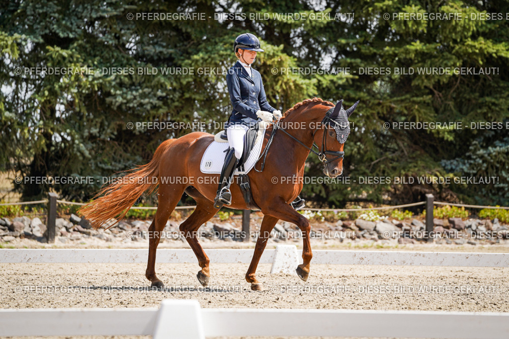 DSC00972 | Pferdegrafie