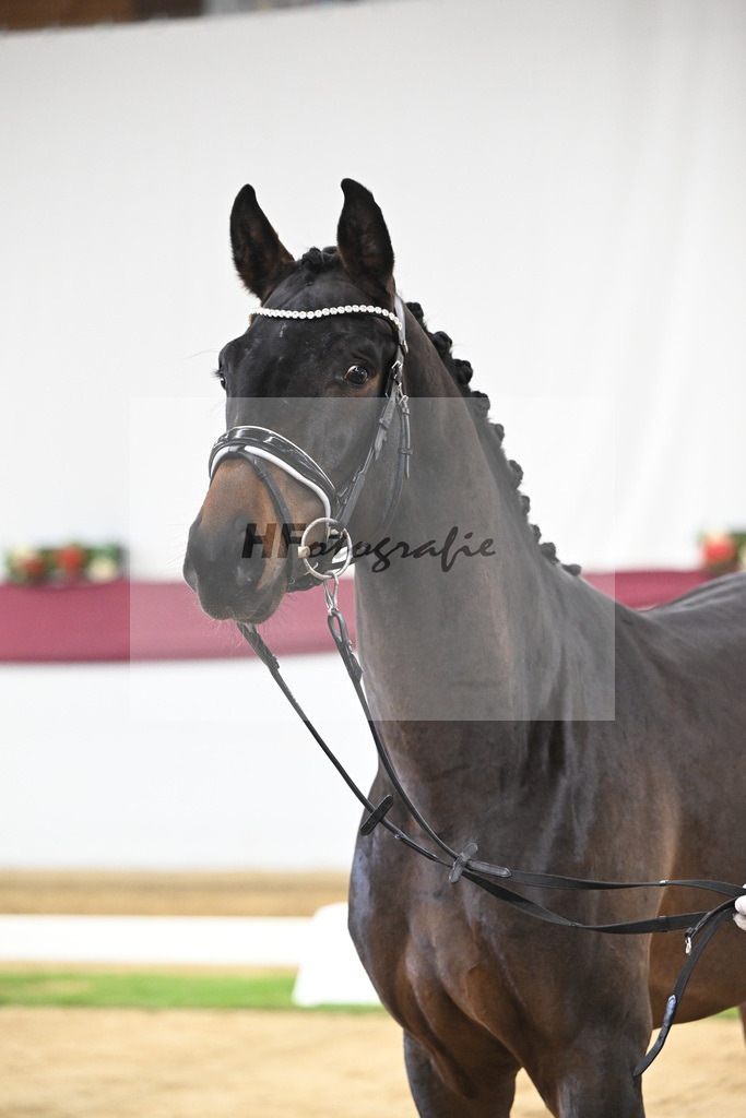 Kat-Nr. 109 Bon Courage x San Remo_Jakob u Martina Reglauer_47253666 | hf-fotografie - Realisiert mit Pictrs.com