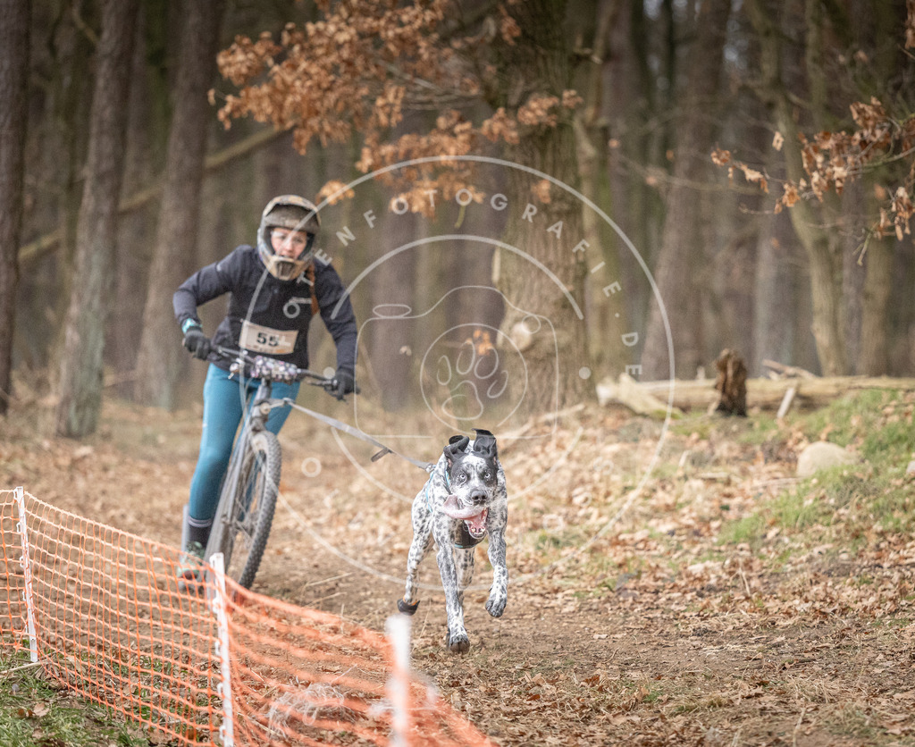 Pfotenfotografie_DV3A1441 | Hundefotografie, Tierfotograf, Pfotenfotografie, Fotoshooting Hund, Hunde Portrait, Hundesport, Hundeportraits, Heideshooting, Hunde, Sportfotograf, Hundefotograf, Turnierhundsport, THS,  - Realisiert mit Pictrs.com