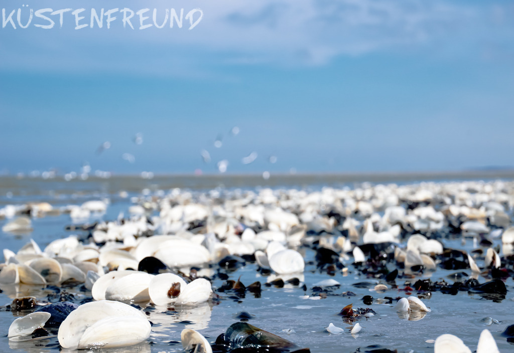 Strandbild Muscheln | Entdecke deine Lieblingslandschaft von der Küste – auf Ostsee Leinwand, Nordsee Leinwand, Alu Dibond oder Acrylglas, passend für jeden Geschmack und Raum.