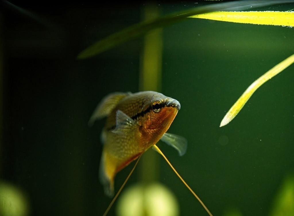 Z72_3190_hdr_noNoise_effects | Freier Fotograf aus Itzehoe. Kontakt via instagram.com/f0t0kunst/ - Realisiert mit Pictrs.com