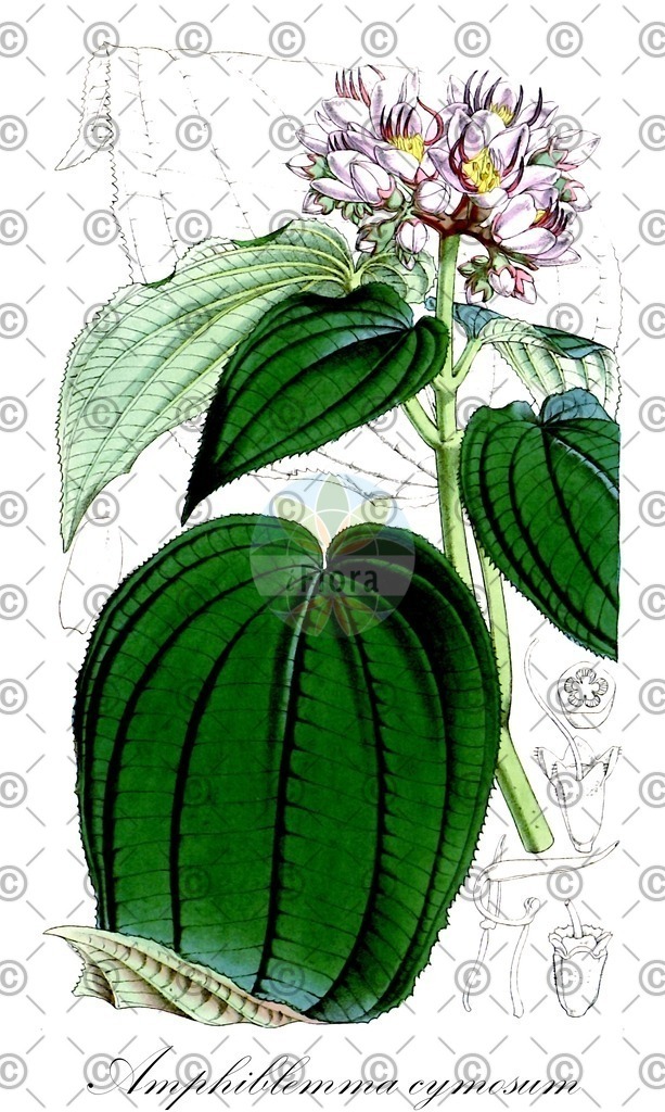 HistAbb_wfo-0001078711_1_ENZY_Simple | Historische Abbildung von Amphiblemma cymosum - Melastomataceae | Historical Illustration of Amphiblemma cymosum - Melastomataceae