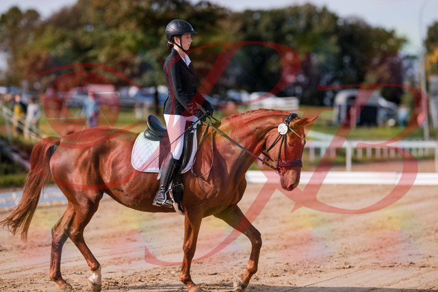 2026_10_03_Siefer-Hof_114100_Z81_83590501 | Professionelle Reitsport-, Turnier- und Eventfotografie von Robert Broda. Galerien mit ausgewählten und bearbeiteten Bildern direkt online ansehen und bestellen.