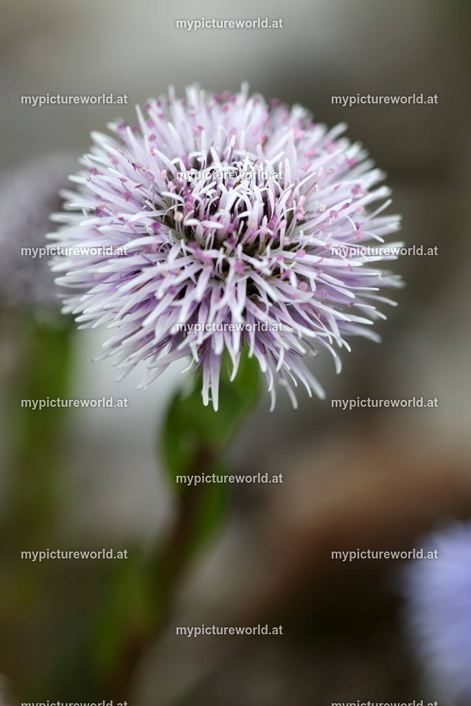 Echte Kugelblume-021 | Das Bilderarchiv über Tiere, Planzen und Landschaften. In der Bilddatenbank finden Sie ein große Auswahl an hochwertigen Bilder für Ihre Werbung - Realisiert mit Pictrs.com