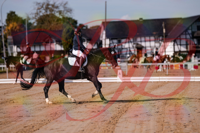 2026_10_03_Siefer-Hof_113610_Z81_80140156 | Professionelle Reitsport-, Turnier- und Eventfotografie von Robert Broda. Galerien mit ausgewählten und bearbeiteten Bildern direkt online ansehen und bestellen.