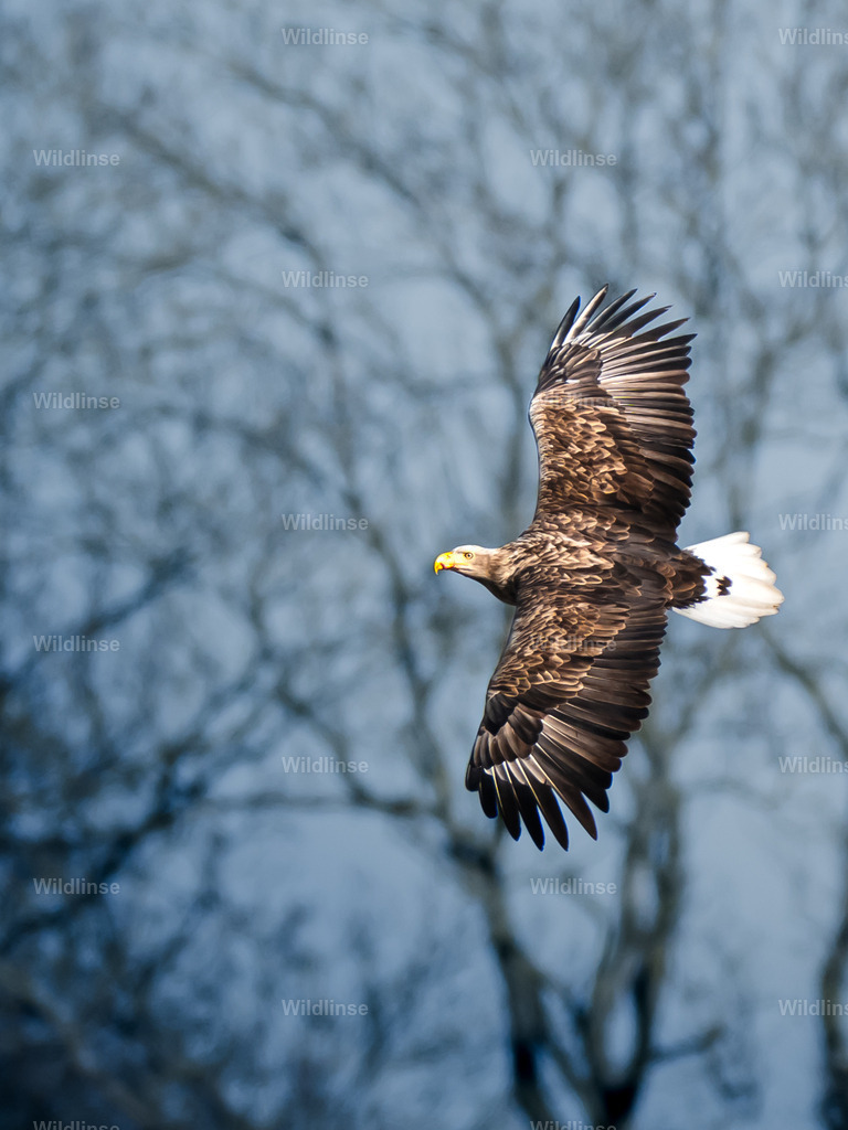 Wildlinse-250322-1 | Willkommen bei Wildlinse. Wildtierfotografien aus Schleswig-Holstein: Entdecke einzigartige Fine-Art-Prints und Poster, die Ruhe, Wildnis und die Schönheit unserer heimischen Tierwelt in dein Zuhause bringen. - Realisiert mit Pictrs.com