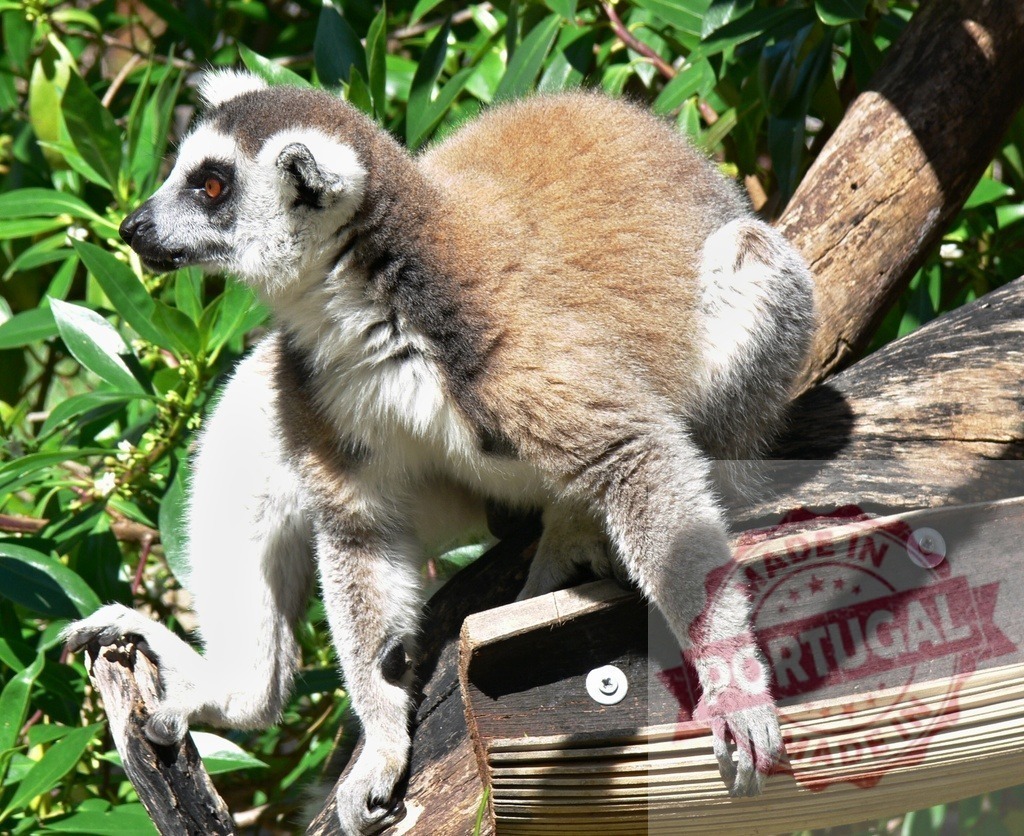 Ring-tailed lemur resting on tree branch outdoors | Ring-tailed lemur sitting on a sturdy wooden branch with green foliage behind - Realized with Pictrs.com