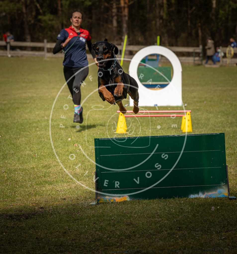 Pfotenfotografie_DV3A5678 | Hundefotografie, Tierfotograf, Pfotenfotografie, Fotoshooting Hund, Hunde Portrait, Hundesport, Hundeportraits, Heideshooting, Hunde, Sportfotograf, Hundefotograf, Turnierhundsport, THS,  - Realisiert mit Pictrs.com