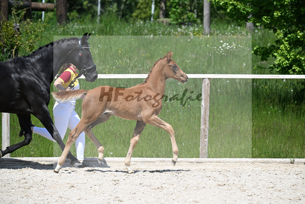 Feliciano x Don Primero_HF_Schuster_10250708 | hf-fotografie - Realisiert mit Pictrs.com