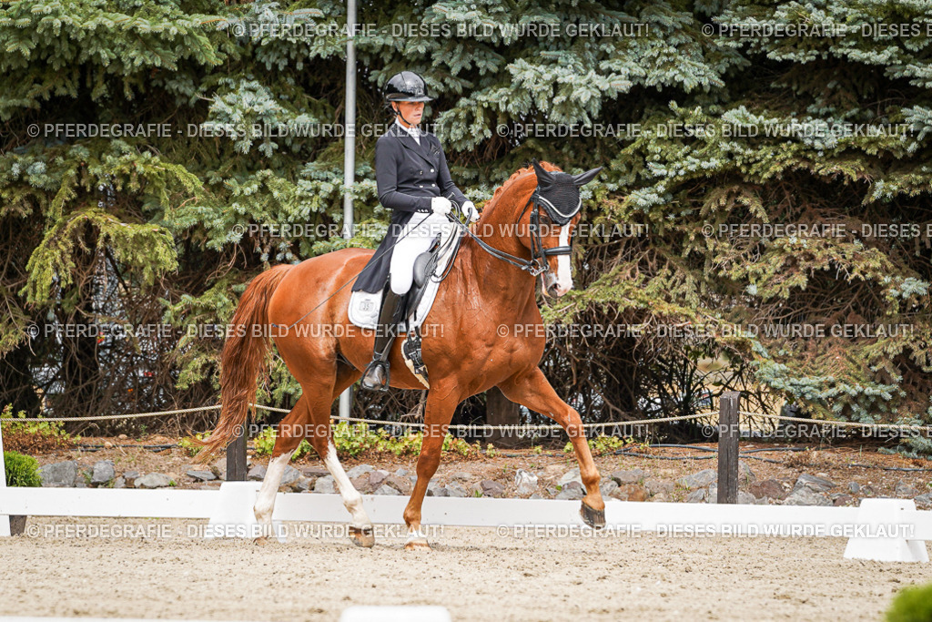 DSC05693 | Pferdegrafie