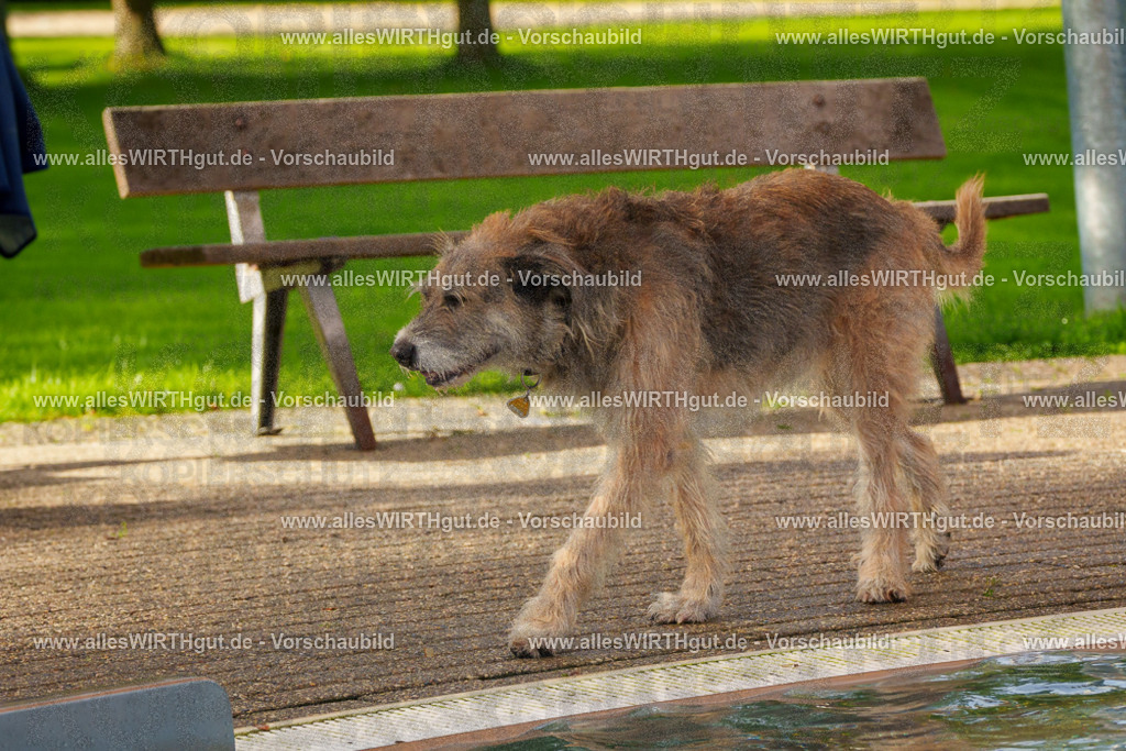 Hundeschwimmen_Grefrath_2026-allesWIRTHgut_Tierfotografie-09_51-FAY07786 | Professionelle Tierfotografie in Mönchengladbach von Daniel Wirth (allesWIRTHgut). Liebevolle & natürliche Bilder von Hunden & Katzen für unvergessliche Erinnerungen.