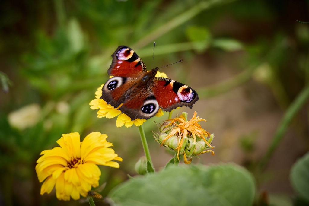 Tagpfauenauge II | kleinen-fotografie