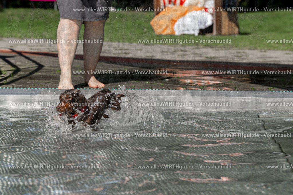 Hundeschwimmen_Volksbad_2026-allesWIRTHgut_Tierfotografie-2609061343-FAY06840 | Professionelle Tierfotografie in Mönchengladbach von Daniel Wirth (allesWIRTHgut). Liebevolle & natürliche Bilder von Hunden & Katzen für unvergessliche Erinnerungen.