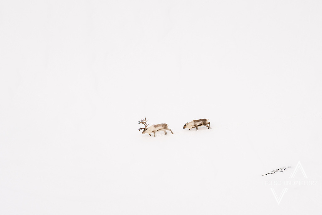 Fotografie_Leo_Schindzielorz_NO_Winter_Tromso_Ullstinden_20230320_A7400020_org | Atmosphärische Landschaftsbilder & Drohnenaufnahmen aus dem Allgäu, Tirol, Südtirol & der Schweiz – ideal für Leinwanddrucke & zur stilvollen Raumgestaltung. - Realisiert mit Pictrs.com