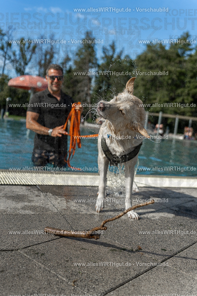 Hundeschwimmen_Volksbad_2026-allesWIRTHgut_Tierfotografie-2609061544-7R501762 | Professionelle Tierfotografie in Mönchengladbach von Daniel Wirth (allesWIRTHgut). Liebevolle & natürliche Bilder von Hunden & Katzen für unvergessliche Erinnerungen.