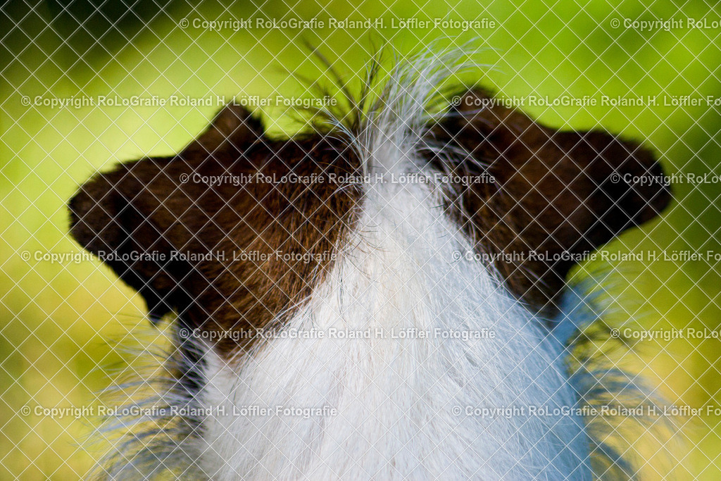Hundehinterkopf | Hinterkopf eines Jack Russel Terrier - Realisiert mit Pictrs.com
