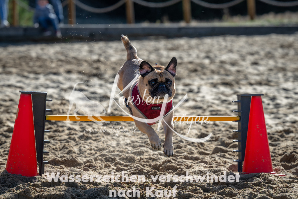 1114_ZZ90671 | kk-dogfotos