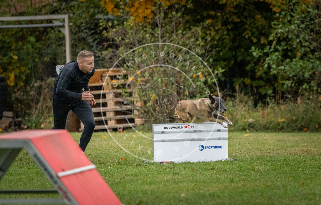 Pfotenfotografie_DV3A1001 | Hundefotografie, Tierfotograf, Pfotenfotografie, Fotoshooting Hund, Hunde Portrait, Hundesport, Hundeportraits, Heideshooting, Hunde, Sportfotograf, Hundefotograf, Turnierhundsport, THS,  - Realisiert mit Pictrs.com