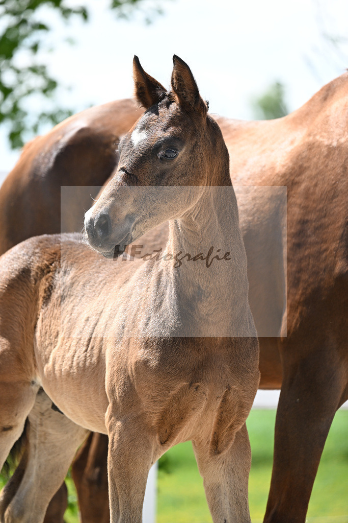 Element of Crime x Belissimo M_HF_Opitz_8250783 | hf-fotografie - Realisiert mit Pictrs.com