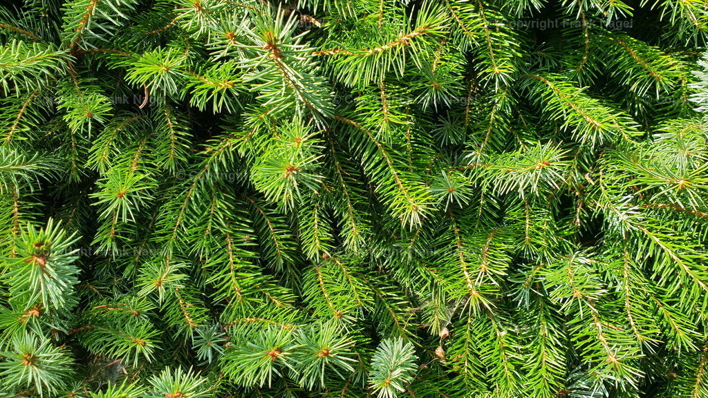 20230920_151432-Weihnachten-tannentextur_1a | dataxp - Realisiert mit Pictrs.com
