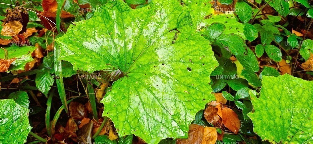 Blatt groß nass | untamo - Realisiert mit Pictrs.com