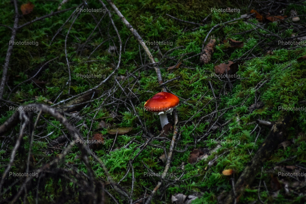 IMG_5344 | phototaetig