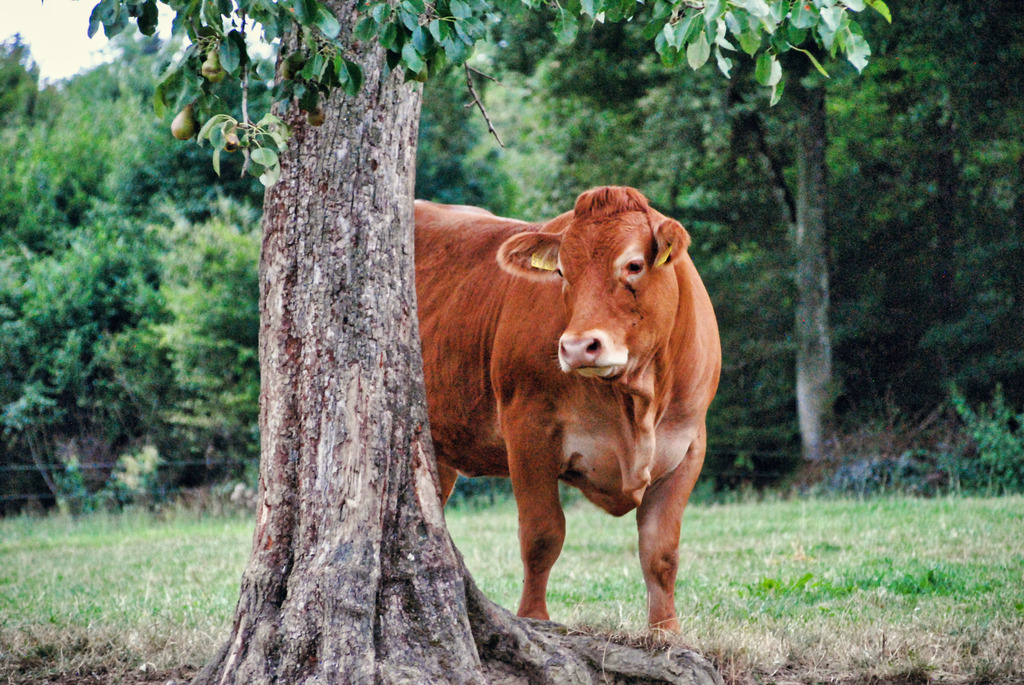 Tiere (4) | Tierfotografie / Haustierfotografie - Realisiert mit Pictrs.com