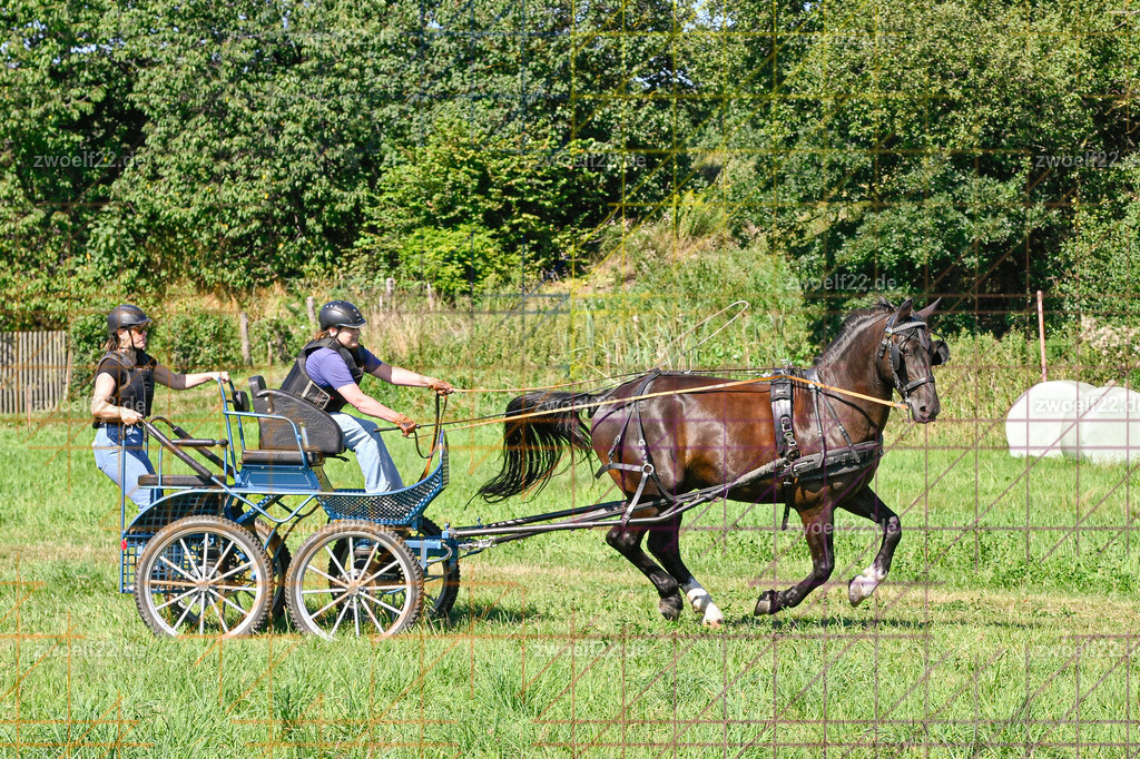 30 Jahre RFV Pulsnitz e.V., Pulsnitz am 09.08.2026 | 30Jahre Reit- und Fahrverein Pulsnitz e.V., Pulsnitz am 08.08.2026Zur 28. breitensportlichen Veranstaltung des RFV Pulsnitz e.V. fanden verschiedene Wettbewerbe in nahezu allen Disziplinen des Pferdesport statt.- Geländefahr-Wettbewerb - Realisiert mit Pictrs.com