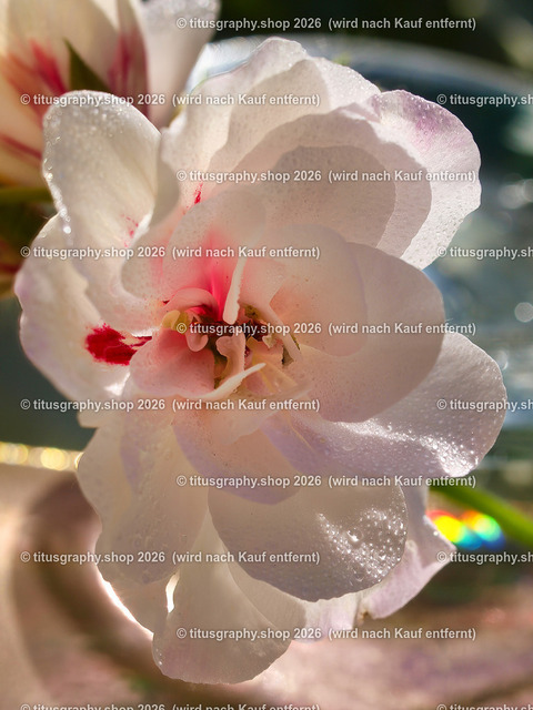 titusgraphy_P7072576-vz-ln | titusgraphy-shop: Geschenkideen mit Qualitätsfotos. titusgraphy-shop: gift ideas with quality photos. titusgraphy-shop: idées cadeaux avec photos de qualité.  - Realisiert mit Pictrs.com