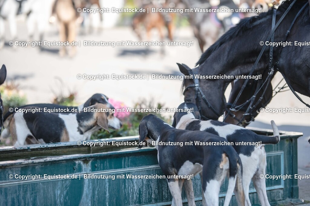 20251011_Jagd-Marbach_0633 | Foto: Thomas Hartig