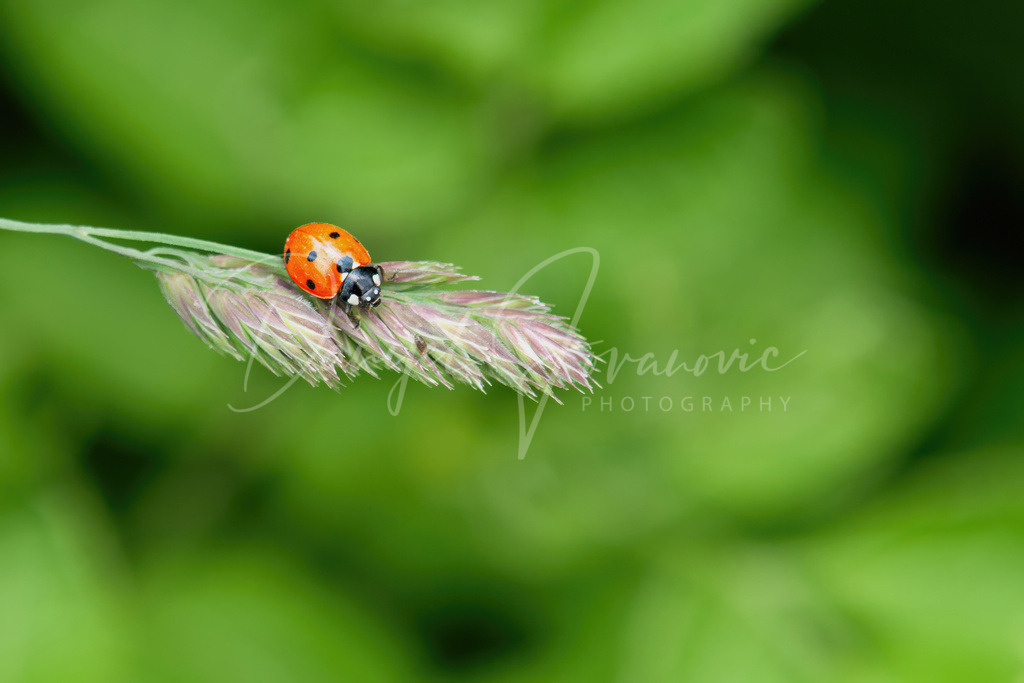 Marienkäfer | Marienkäfer in den Telfer Wiesen