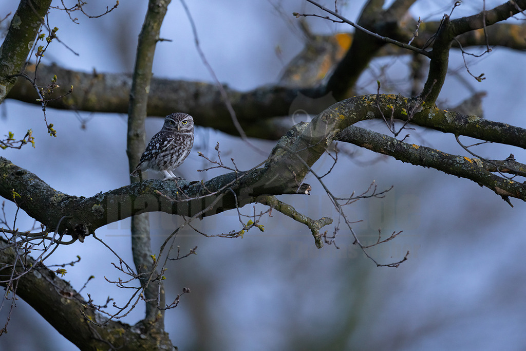 R5NF9336_20250412 | Den Steinkauz findet man vor allem in westlichen Teilen Deutschlands in offenen Landschaften. Er brütet oftmals in unmittelbarer Nähe zum Menschen in Gebäudenischen, Ställen und Baumhöhlen. Den kleinen Kauz kann man relativ oft auch tagsüber beobachten, da er gerne auf offenen Sitzwarten verweilt. Seine weißen Augenbrauen verleihen ihm einen strengen Blick. Schon in der griechischen Mythologie spielte er eine Rolle und war eine Art Bote der Göttin Athene. - Realisiert mit Pictrs.com