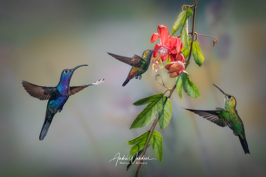 Nektarsuche bei einer roten Passionsblume | Andre Wandrei - Nature Artworx - Realisiert mit Pictrs.com