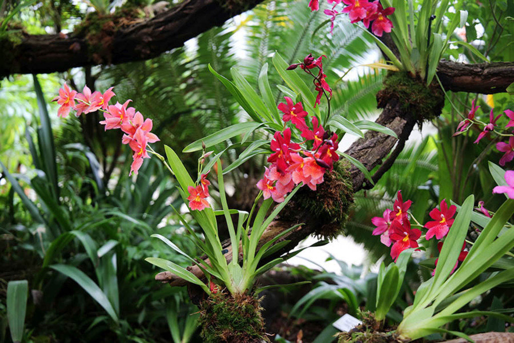 Orchideenschau im Botanischen Garten der Universität Leipzig | Entdecke über 20 Kategorien Leipzig-Motive: Foto-Downloads, hochwertige Poster, Leinwand- & Fine-Art-Prints. Jetzt Lieblingsfoto im Bildlexikon Leipzig Shop bestellen!