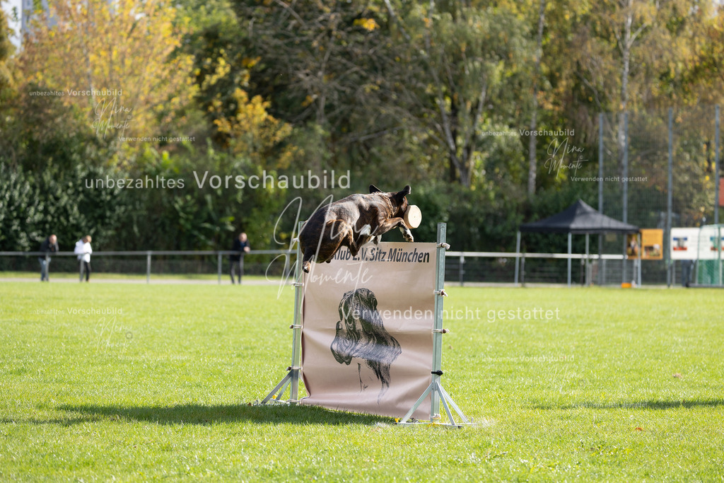 _16A6904 | Einzigartige Fotos von Hunden & Menschen –Actionfotos, Portraits, Vereinsaufnahmen & Paarshootings – authentisch, lebendig & mit Herz.