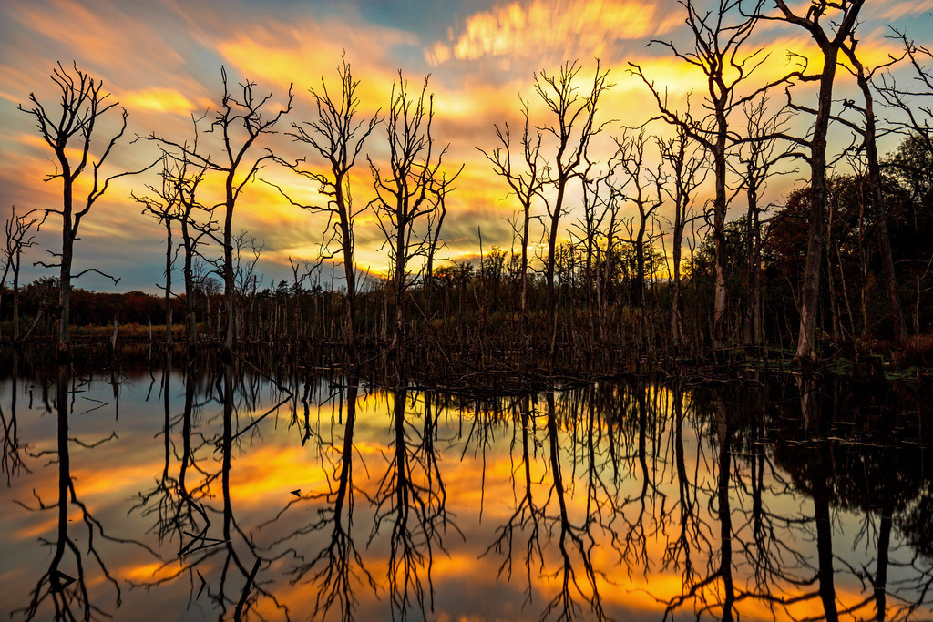 Wandbild - Die Stille des Sonnenuntergangs | Dieses beeindruckende Bild zeigt eine stimmungsvolle Szene eines Sumpfgebiets bei Sonnenuntergang. Die kahlen Bäume stehen still und majestätisch im Wasser, während der Himmel in leuchtenden Gelb- und Orangetönen erstrahlt. Die spiegelglatte Wasseroberfläche reflektiert die Farben und die Silhouetten der Bäume, wodurch ein symmetrischer und beruhigender Effekt entsteht. Das gesamte Bild strahlt eine ruhige, fast mystische Atmosphäre aus, die die Schönheit und Stille der Natur eindrucksvoll einfängt.