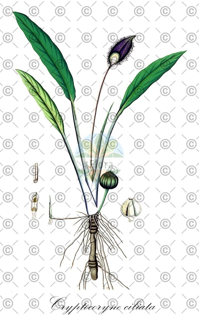 HistAbb_EMP_188_SRC_Schlechtendal_FLORAD_SIMPLE | Historische Abbildung von Cryptocoryne ciliata - Araceae | Historical Illustration of Cryptocoryne ciliata - Araceae