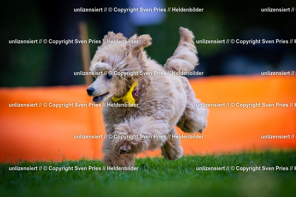 Sven Pries | 2025-08-10 - Hunderennen Durlach - Realisiert mit Pictrs.com