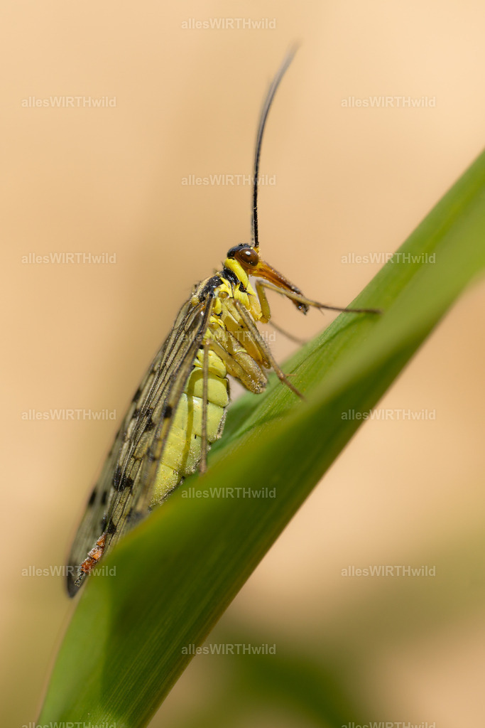 Deutsche Skorpionsfliege | Entdecke die faszinierende Welt der Natur- und Wildlife-Fotografie von Daniel und Bärbel. Inspirierende Bilder von wilden Tieren und kleinen Naturwundern.