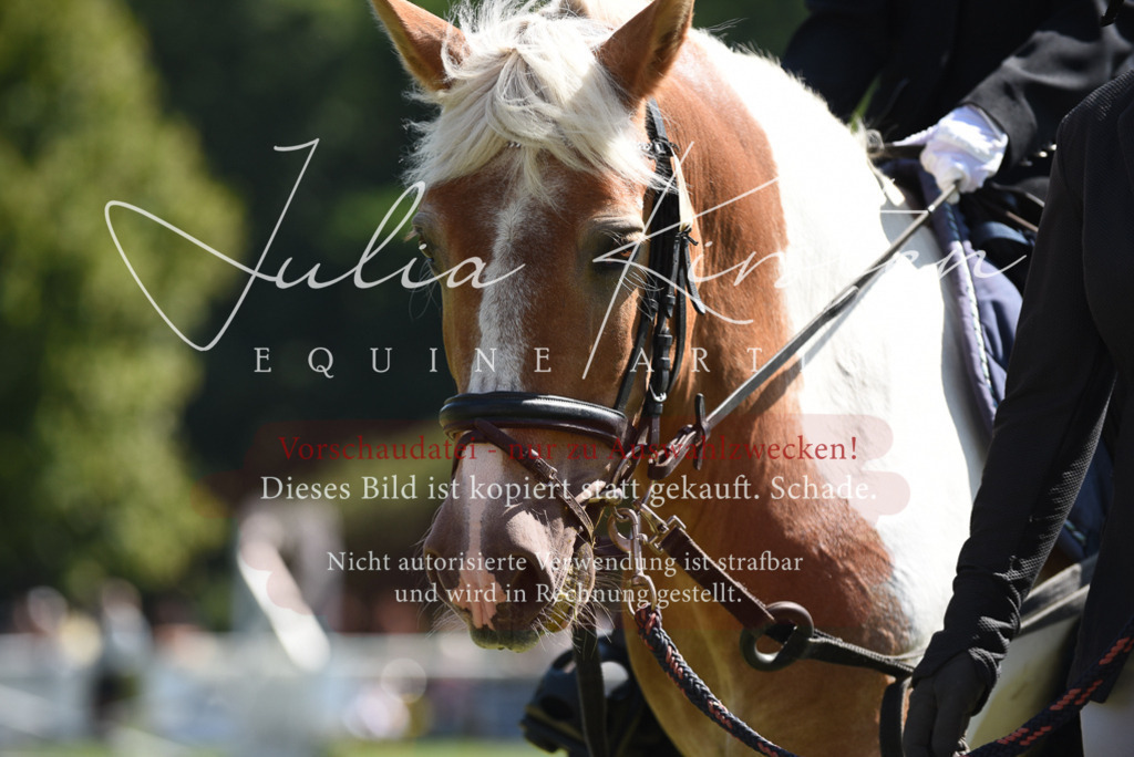 DSC_9731 | Pferde- und Turnierfotografie in Westsachsen. Pferdeportraits, Auftragszeichnungen und intuitive Kunst.