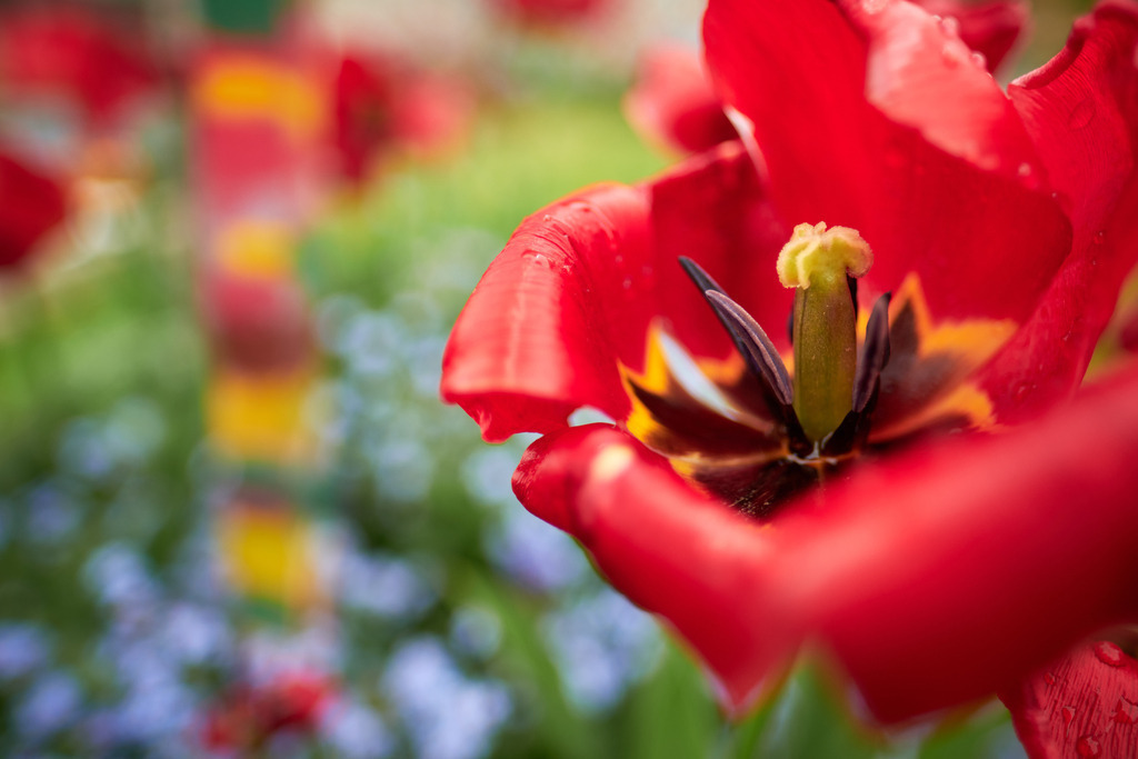 Tulpenbeet mit Nahaufnahme einer roten Tulpe | Austria - May 07, 2021: Tulpenbeet mit Nahaufnahme einer roten Tulpe. - Realisiert mit Pictrs.com