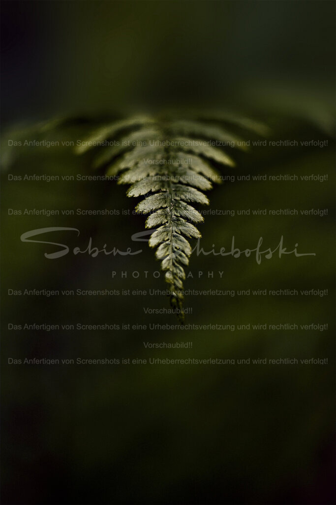 Wanbild Farn | People- und Tierfotografie, Imageaufnahmen, Veranstaltungsfotografie und Wandbilder aus der Natur ★ Made in Germany ✔️ Druck + Downloads ✔️ Naturfotografie in Top Qualität ★ schneller Versand, weltweite Lieferung! - Realisiert mit Pictrs.com