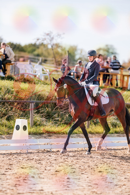 2026_10_03_Siefer-Hof_125447_Z81_42766417 | Professionelle Reitsport-, Turnier- und Eventfotografie von Robert Broda. Galerien mit ausgewählten und bearbeiteten Bildern direkt online ansehen und bestellen.