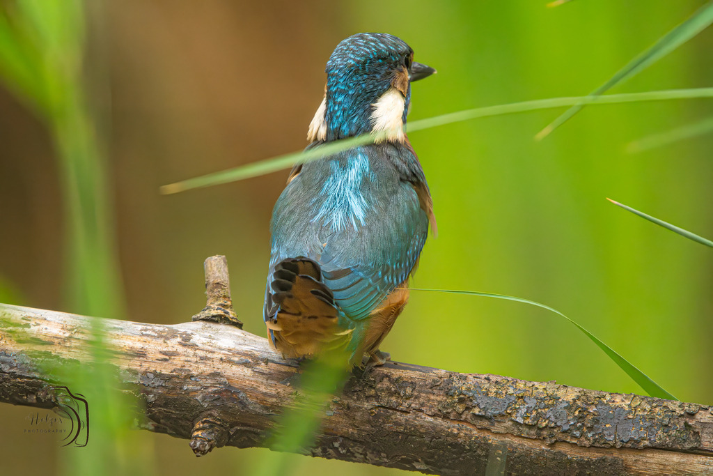 Eisvogel-8463-Verbessert-RR-Bearbeitet | Holzisphotography, Landschaftsfotografie, Wildlifefotogorafie - Realisiert mit Pictrs.com