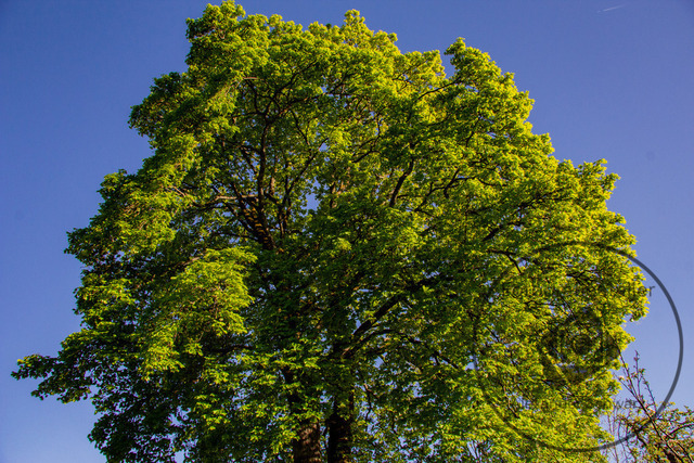 1000317-30042026-190138 | Landschaftsfotos, Naturfotos, Fotos, Fotograf, Landschaftsfotograf, Naturfotograf, professioneller Fotograf