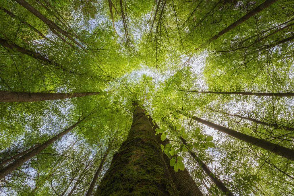 Oben | Im Frühling auf dem Waldboden liegen und das frische Grün geniessen. - Realisiert mit Pictrs.com